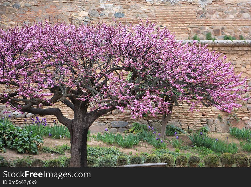 Plant, Flower, Purple, Blossom