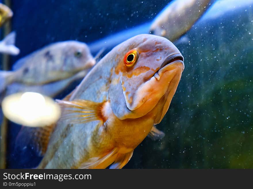 Exotic tropical fish closeup swimming underwater aquarium