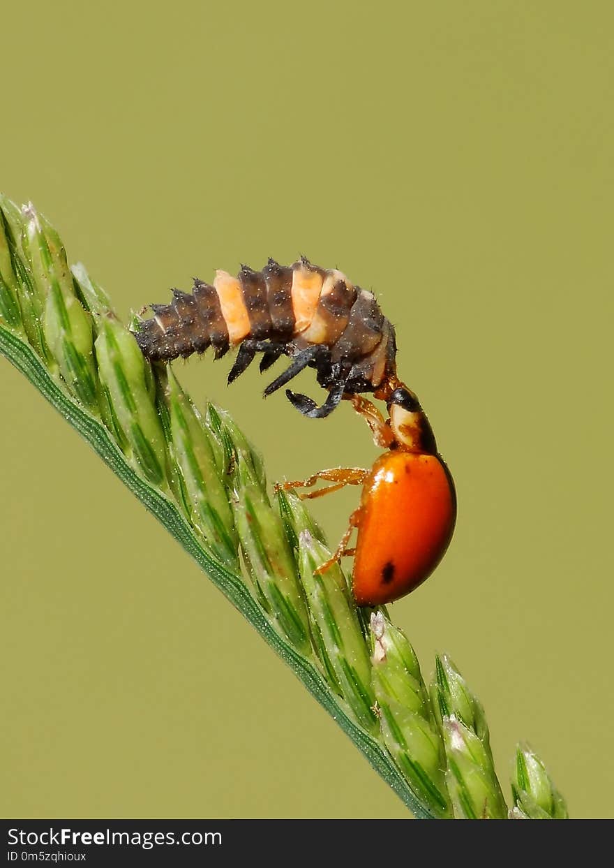 The two bugs are mating on the plant