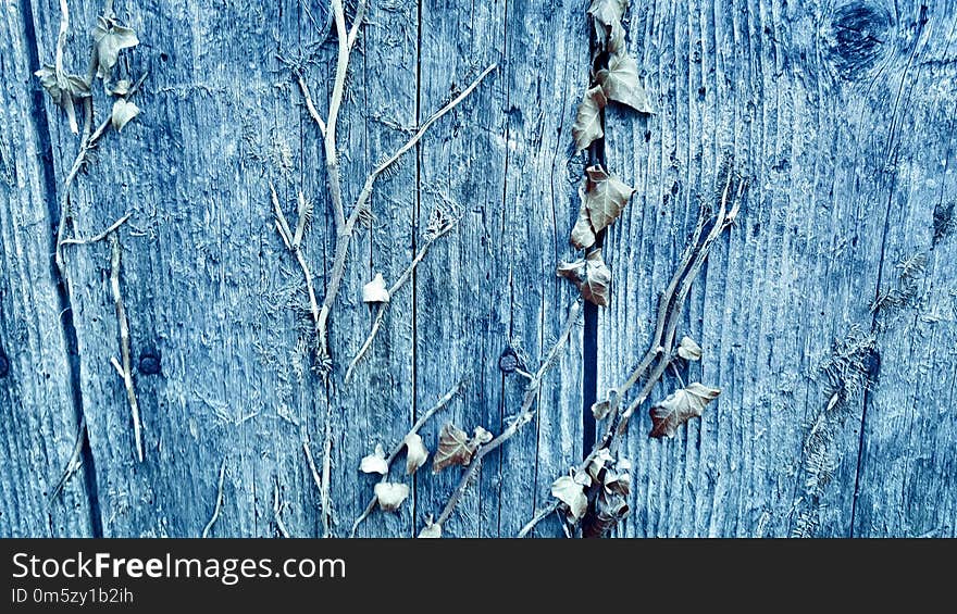 Dry Plant Leaves On An Old Wood Background