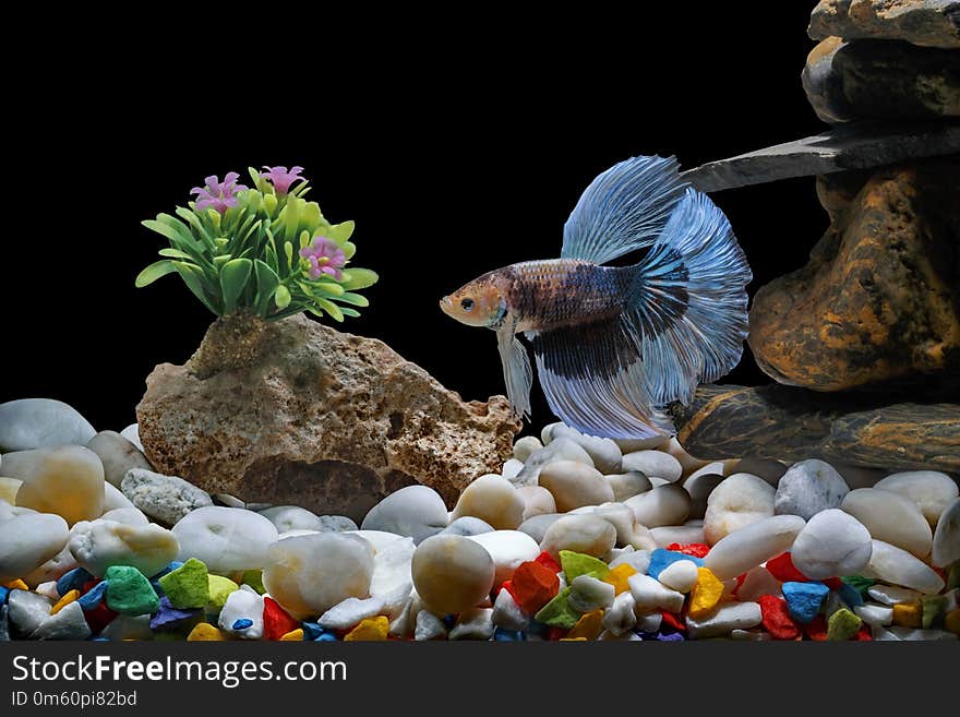 Fighting fish, Siamese fish, in a fish tank decorated with pebbles and trees, Black background.