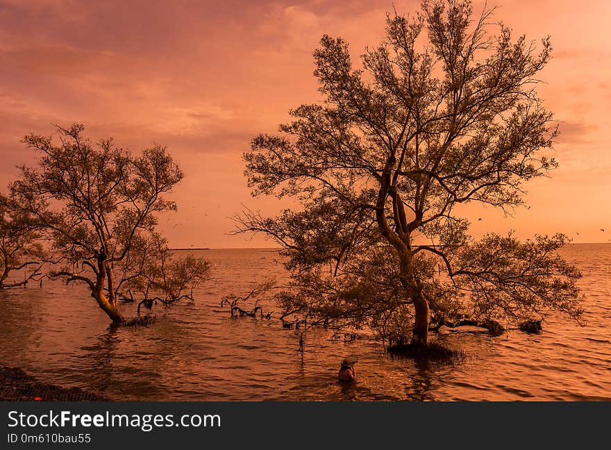 Sunrise / sun set asian fisherman work on mangrove forest on the Thai bay tropical sea beautiful nature background