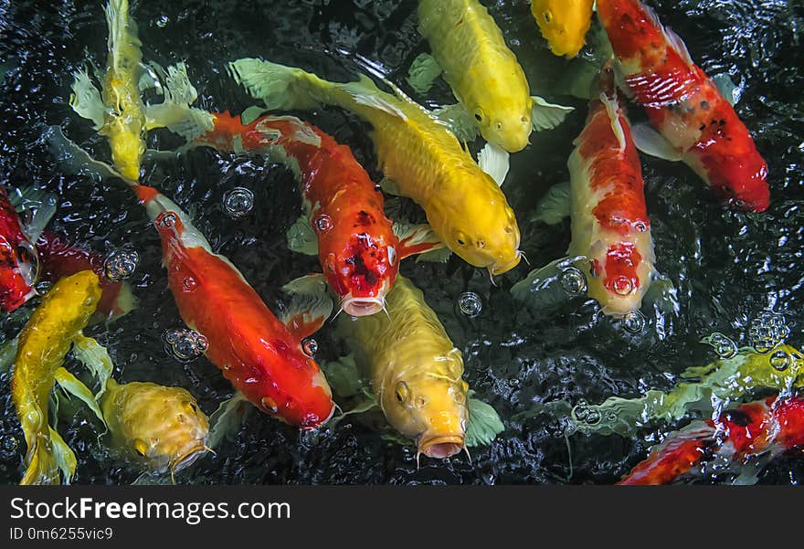 Feed food the fancy carp in aquarium