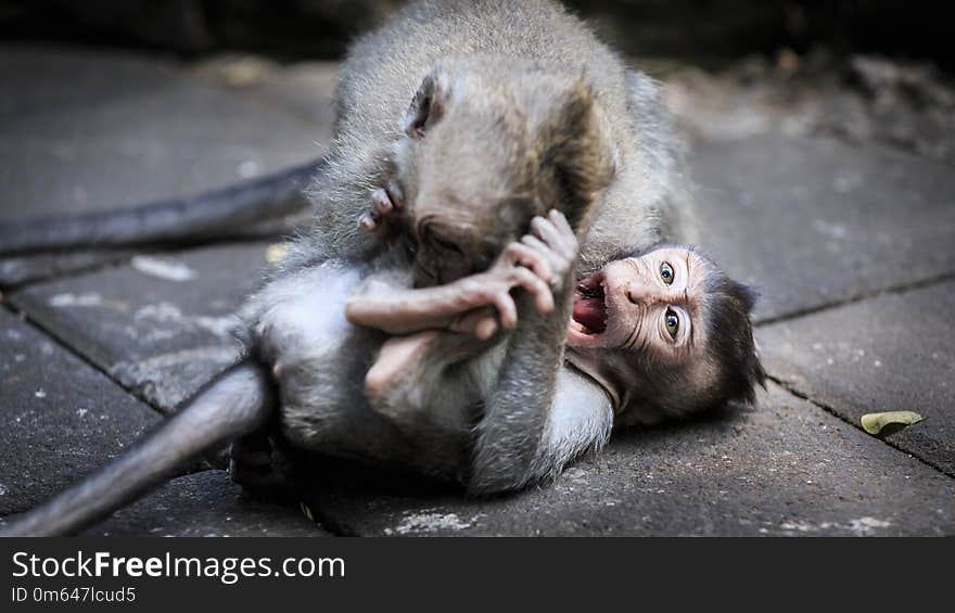 Two younf monkeys playing on the ground at Ubud Monkey Forest Bali