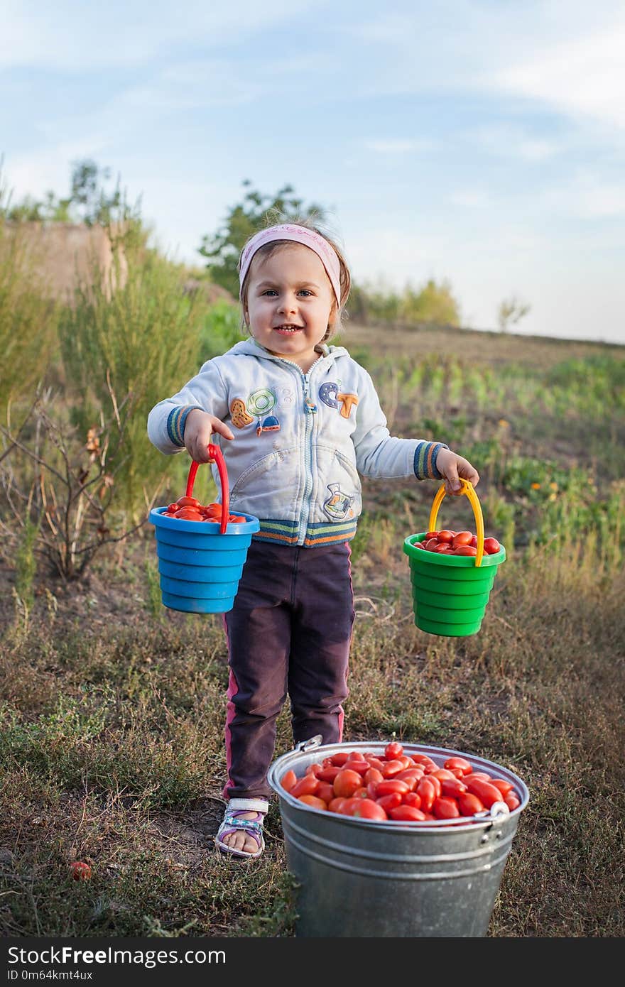 Charming little girl picking up fresh ripe organic tomatoes in a warm summer evening