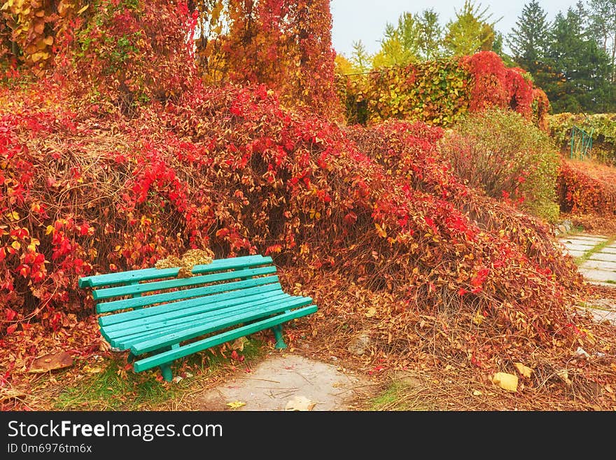 A bench in Autumn season with colorful foliage and trees. Park, beauty, bright, forest, garden, green, leisure, natural, nature, silence, fall, landscape, yellow, background, beautiful, blue, closeup, ginkgo, leaves, outdoor, scene, grass, orange, activity, brown, deciduous, empty, footpath, idyllic, meadow, nobody, relaxation, rustic, seat, sunlight, tranquil, trunk, wood, london, british, english