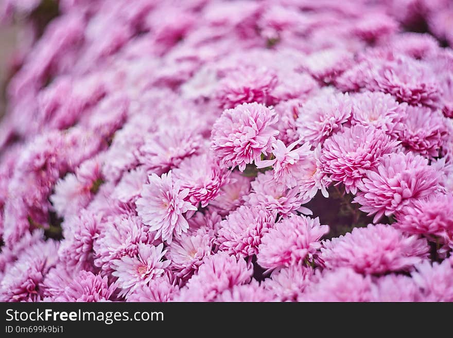 Autumn varicoloured chrysanthemum flower bad striped background, blossom, flowerbed, plant, beautiful, color, decoration, gardening, nature, orange, ornamental, outdoors, season, yellow, fall, magenta, motley, multicolored, pink, purple, varicolored, variegated, violet, bright, mums, vibrant, small, bloom, blooming, colorful, cultivar, cultivated, daisy, fresh, natural, park, seasonal, beauty, bouquet, closeup, flora, floral, head