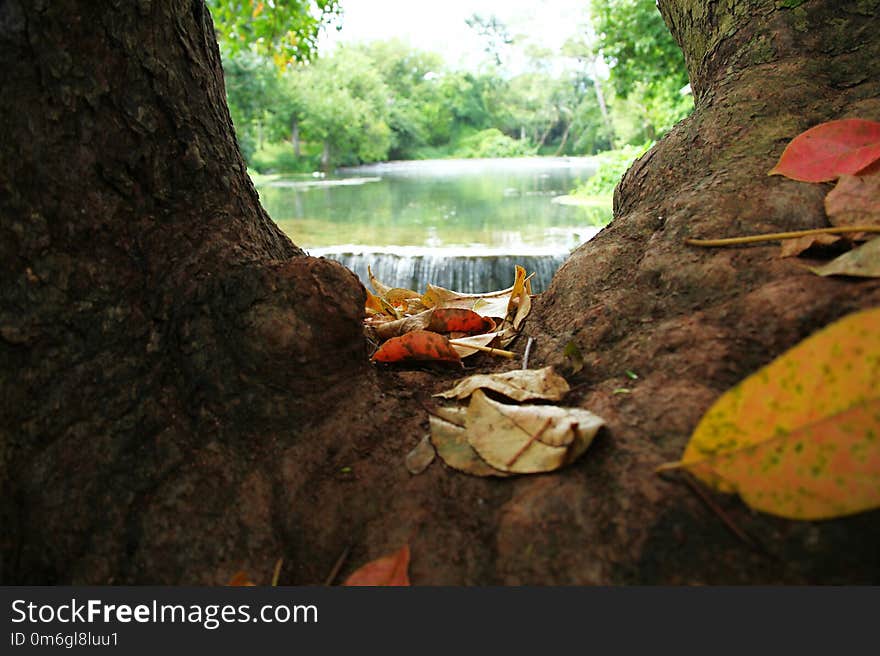 Tree in the forest and waterfall background scene. Tree in the forest and waterfall background scene.