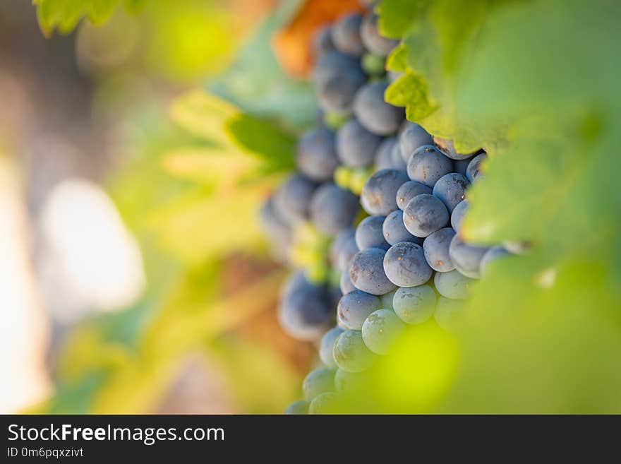 Vineyard with Lush, Ripe Wine Grapes on the Vine Ready for Harvest.