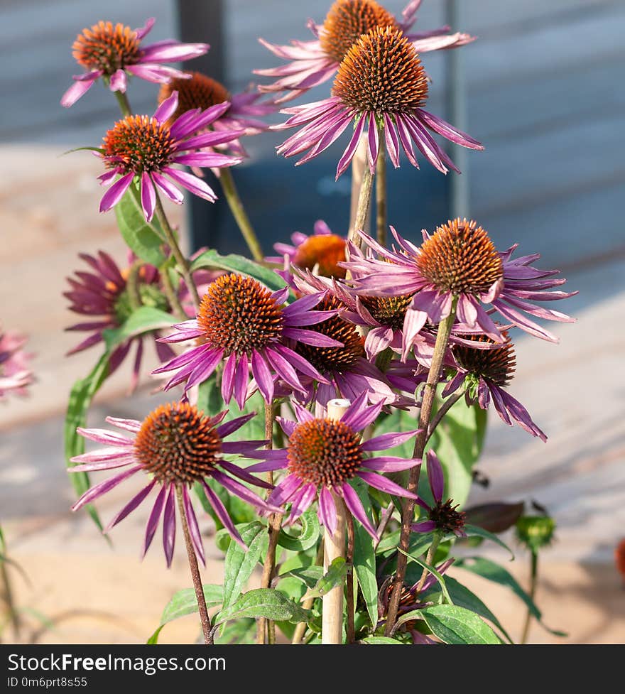 Purple flower close-up