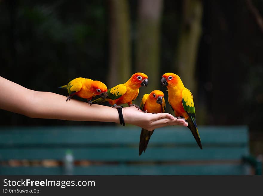 Parrots are eating food on human hand.