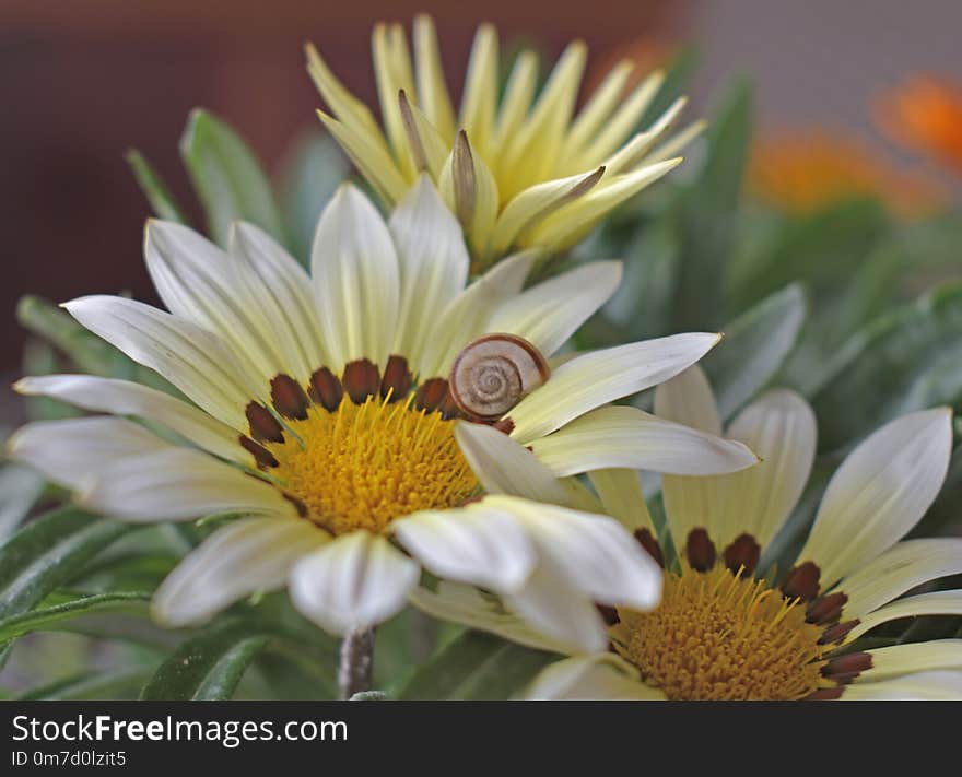 Gazania Flowers With Little Cute Snail