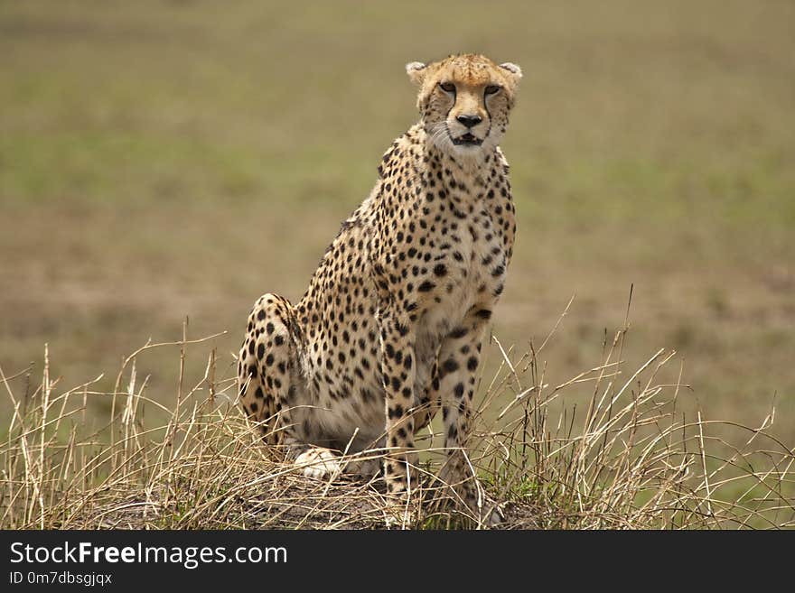 Cheetah sitting in wait on a small hill