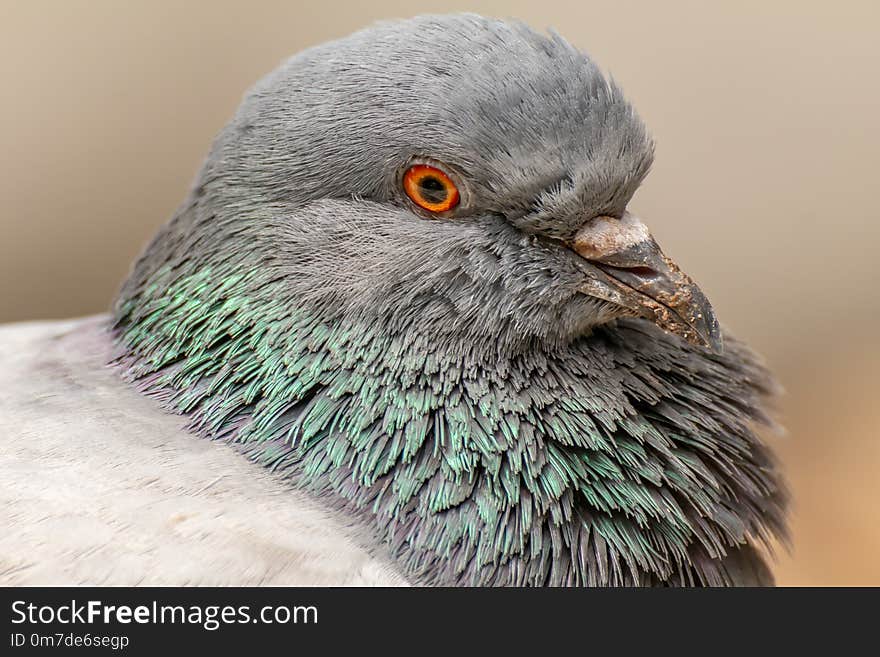 Domestic pigeon, Columba livia domestica