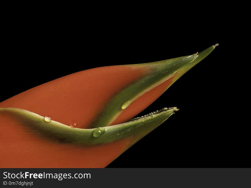 Beautiful Heliconia Flower Over Black Background, taken in Costa Rica. Beautiful Heliconia Flower Over Black Background, taken in Costa Rica.