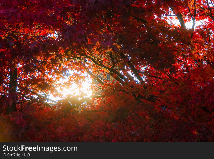 Bright red autumn leaves backlit by sunshine coming through the trees. Warm tones and natural light on a very detail rich image on a large canvas. Bright red autumn leaves backlit by sunshine coming through the trees. Warm tones and natural light on a very detail rich image on a large canvas.