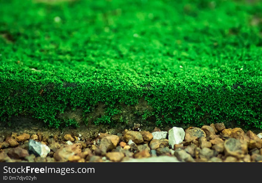 Green Mosses growing up on the ground in the garden at local park.