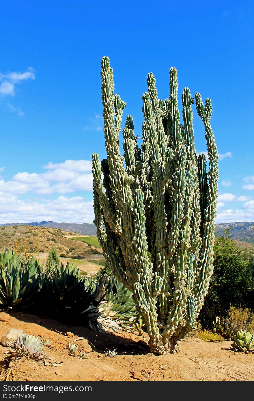 Euphorbia trigona, African milk tree