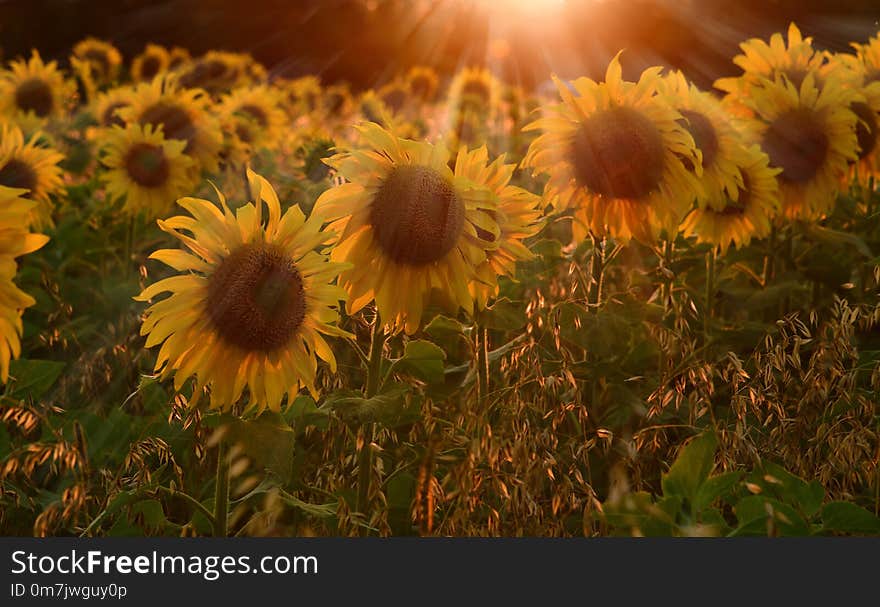 Field with sunflower In rays of setting sun