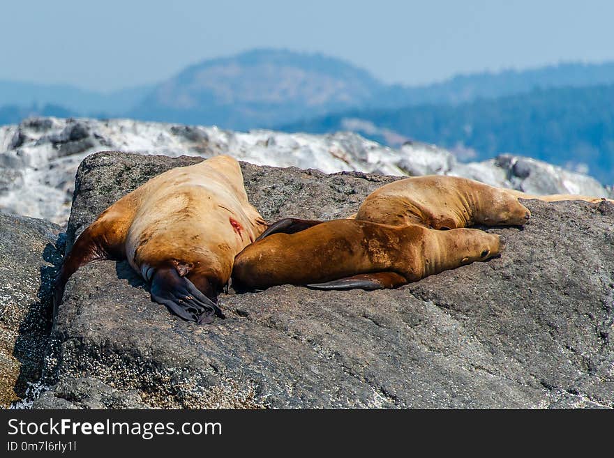 Seals on Rock - British Columbia, Canada