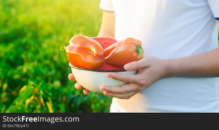 The farmer is holding pepper in his hands. harvesting. agriculture, farming. field. seasonal work. sunny day. healthy vegetables a