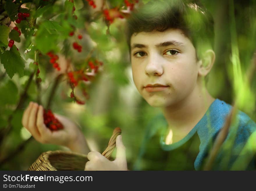 Teenager boy harvesting black currant with basket