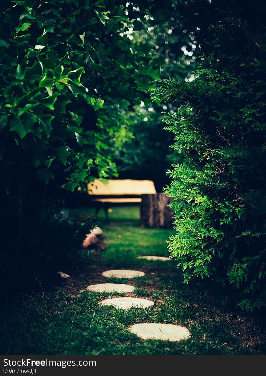 Brick path in the garden.