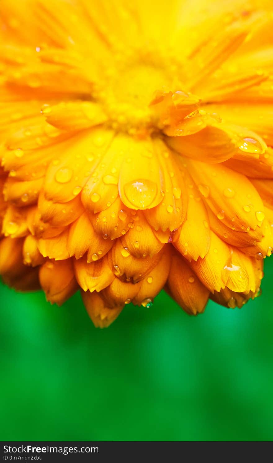 Yellow flower with wet petals close-up. Garden background. Marigold.