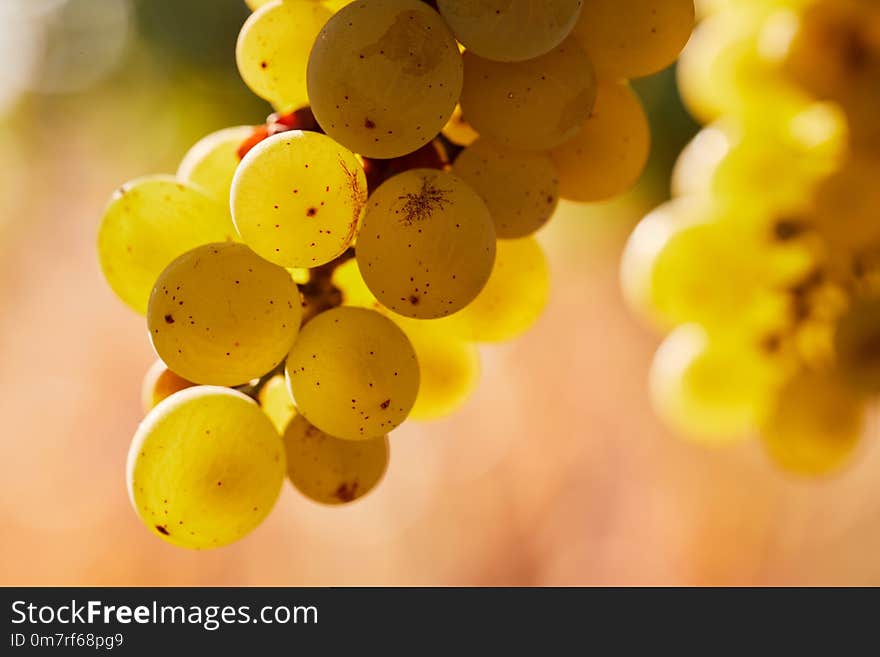 Close up of berries of yellow grapes grow on a cloud in bright sunlight