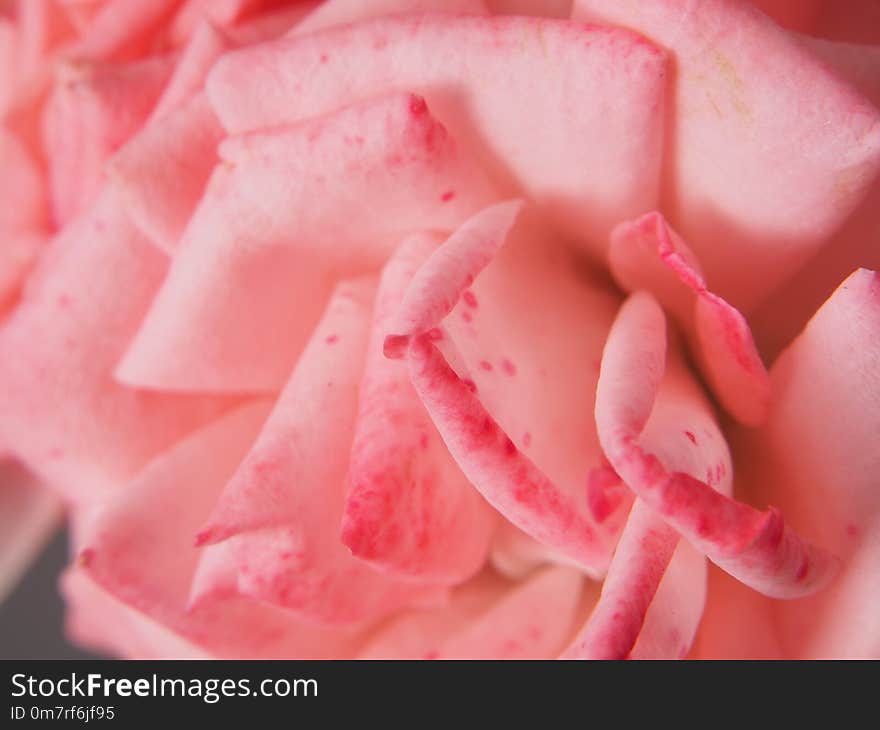 Close-up of rose Bud petals. Delicate pink petals. Macro photo.