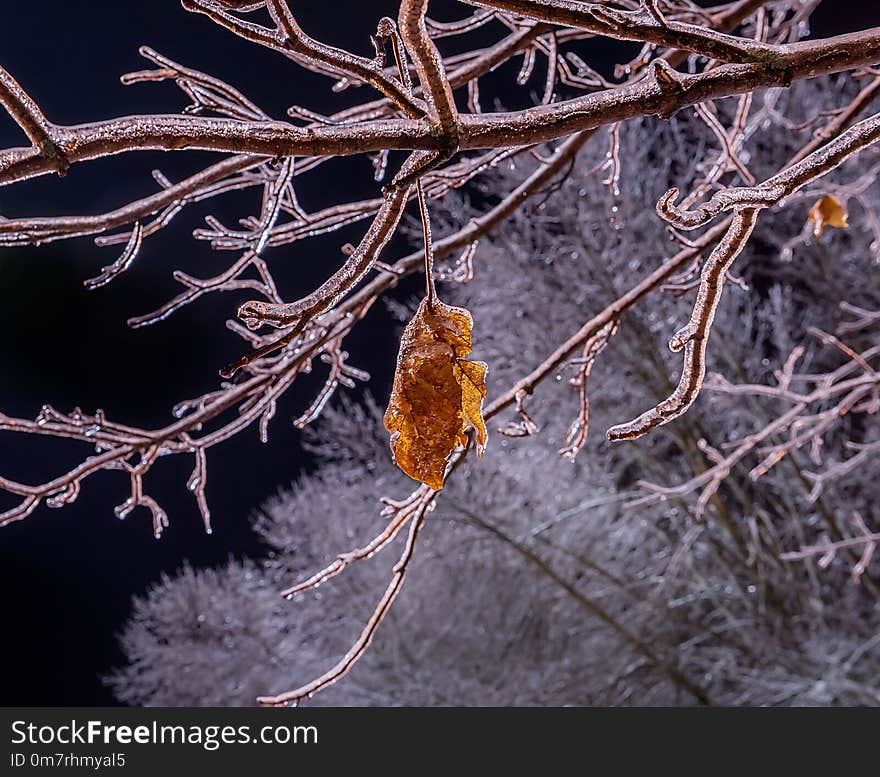 Iced Branches Of A Tree And Dry Lisite Covered With A Crust Of Ice.