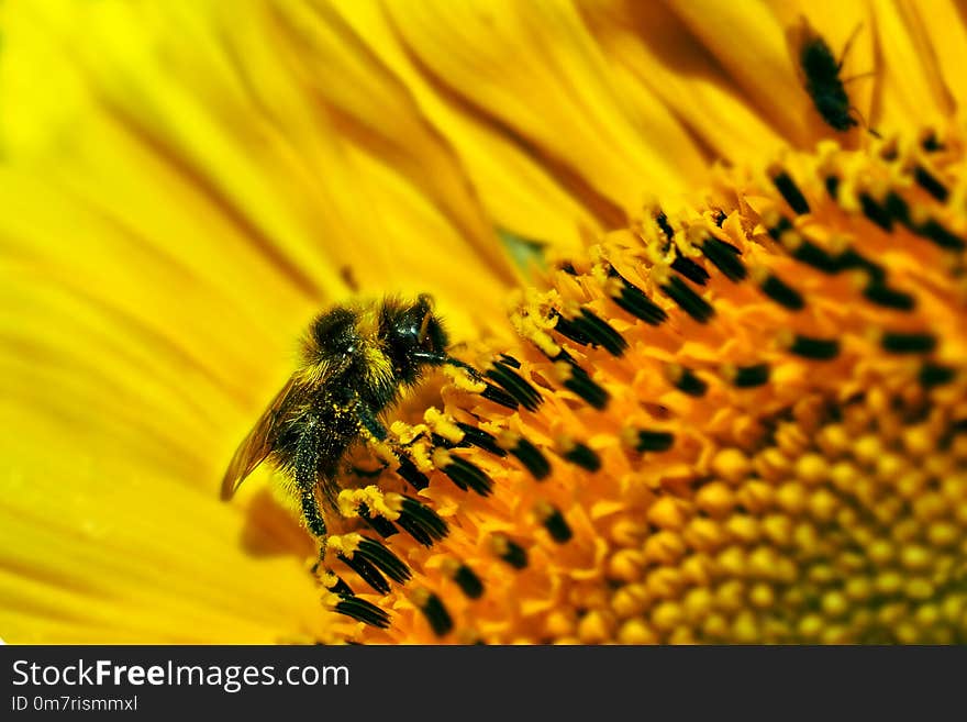 Big Bumblebee pollinating a sunflower in summer day