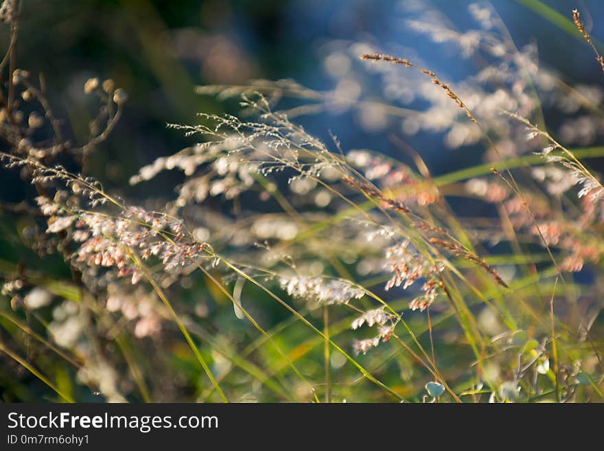 Tropical sea grass by the beach