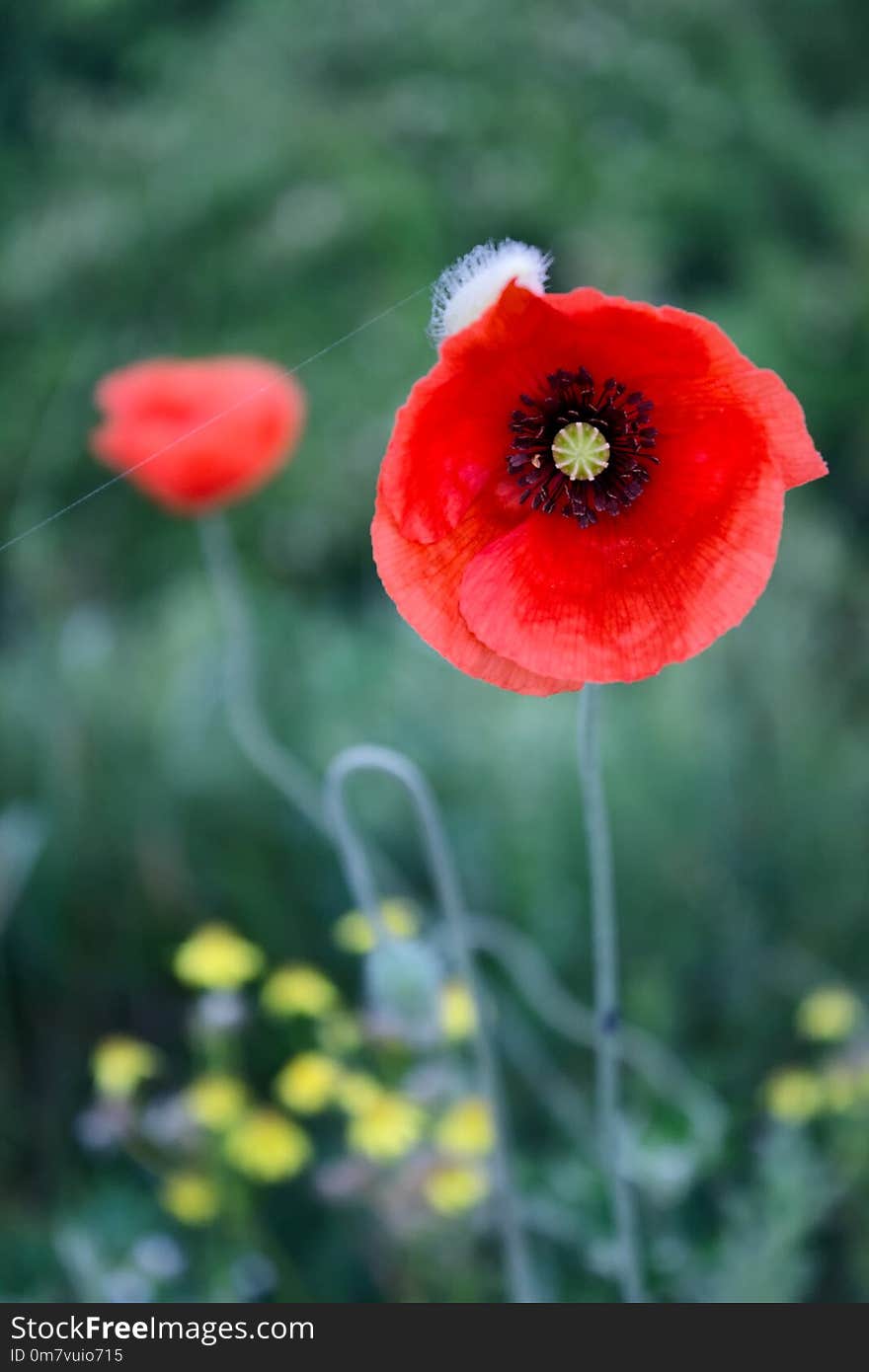 Poppy flower in the field.