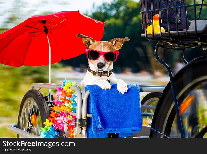 Fast and speedy jack russell dog on a bike trailer on summer vacation , with owner ready for the beach with towel , umbrella and sunglasses