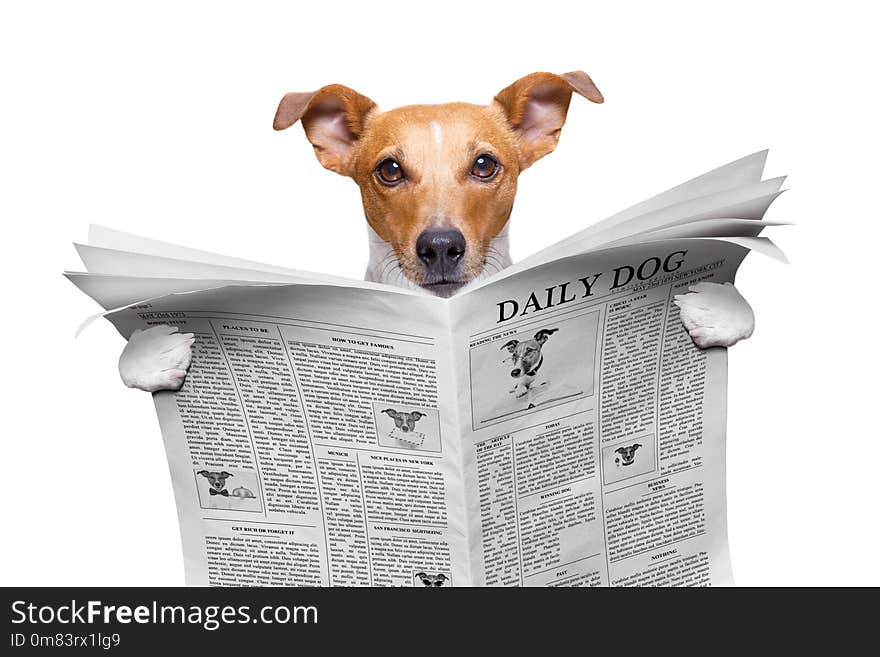 Cool funny jack russell dog reading a newspaper magazine. Cool funny jack russell dog reading a newspaper magazine