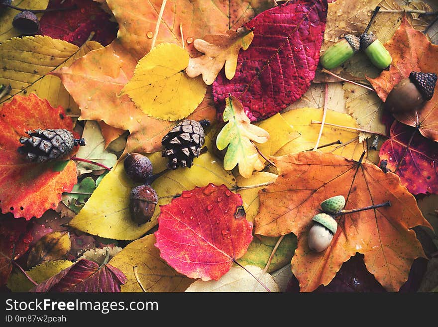 Autumn leaves with water drops