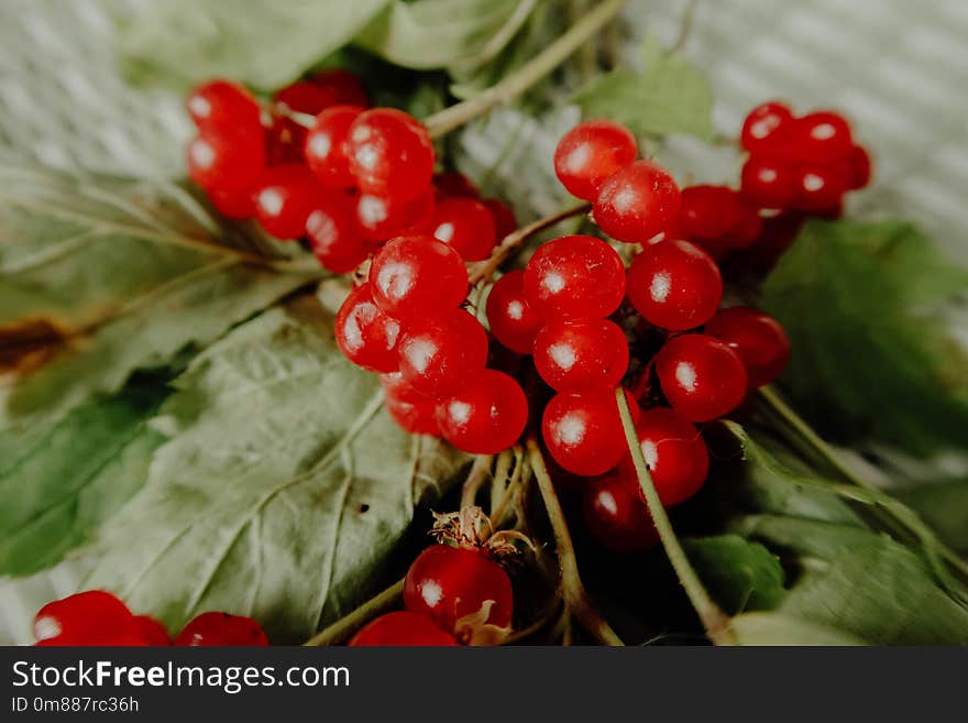 Red Lingonberry in the forest. Cowberry eurasian flora, forest lingonberry.stoneberry red berries with leaves. healthy food. Healt