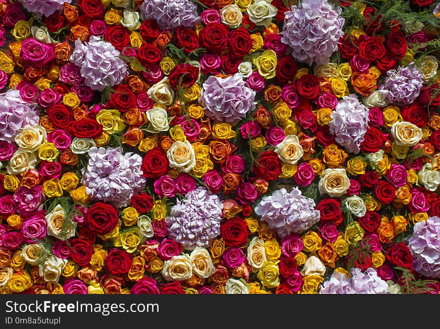 Flowers background - hortensia flowers and roses - close up