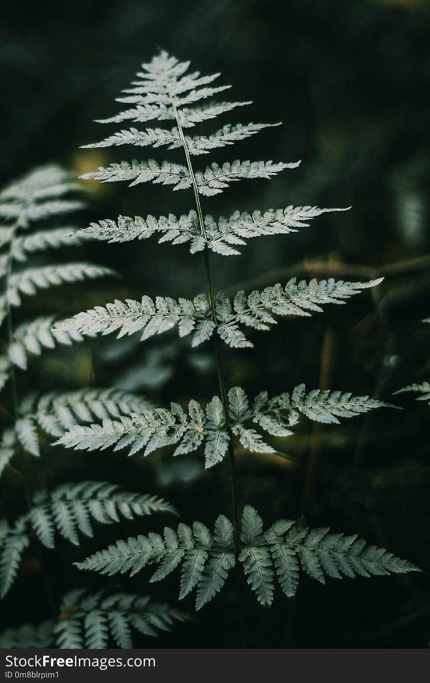 Green fern leaves in a dark forest. Dark Light, Background.