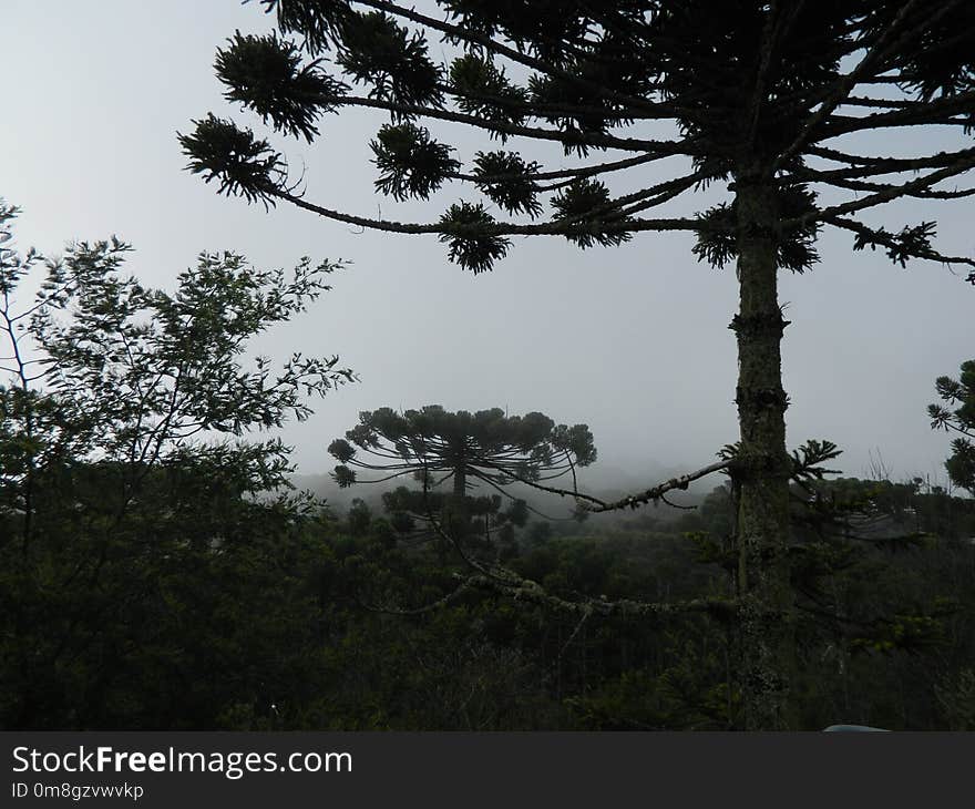 Tree, Vegetation, Sky, Woody Plant