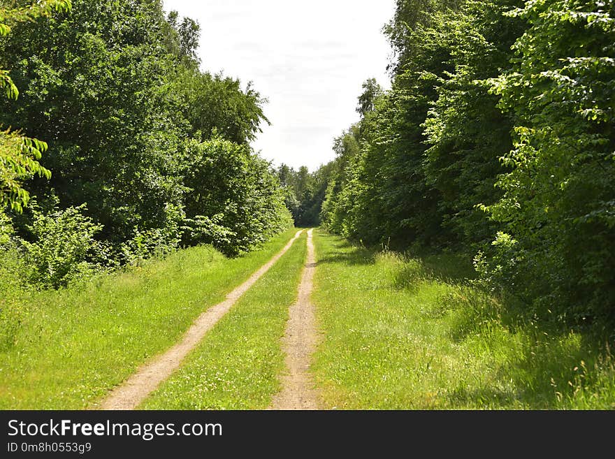 Vegetation, Path, Road, Ecosystem