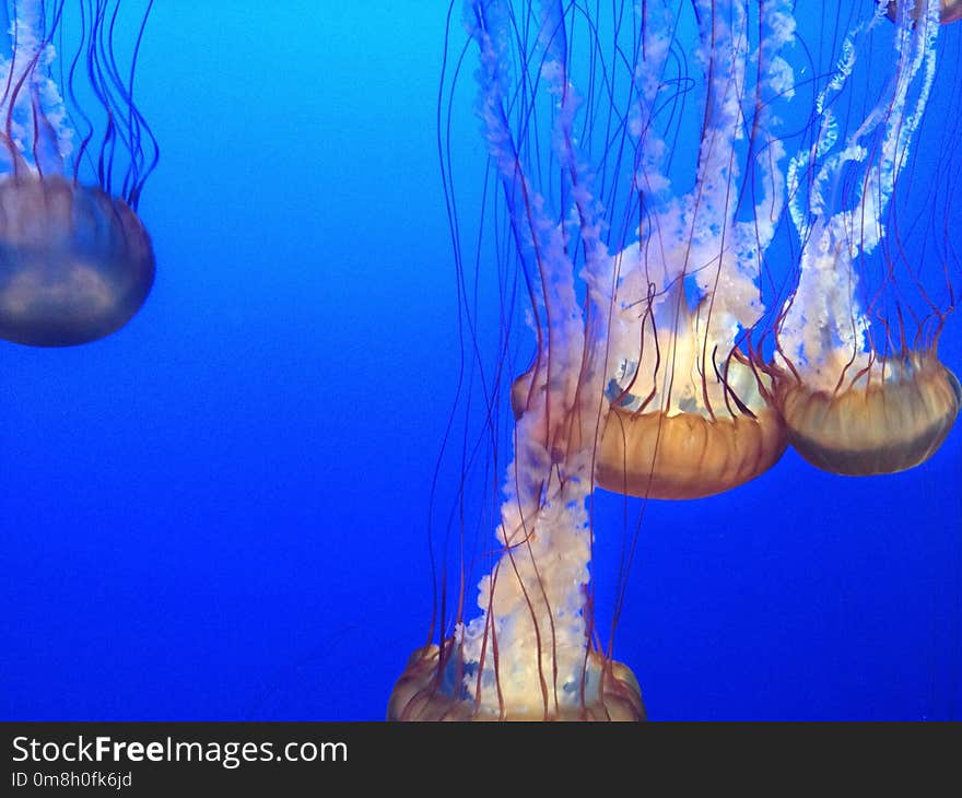 Jellyfish, Cnidaria, Marine Invertebrates, Invertebrate