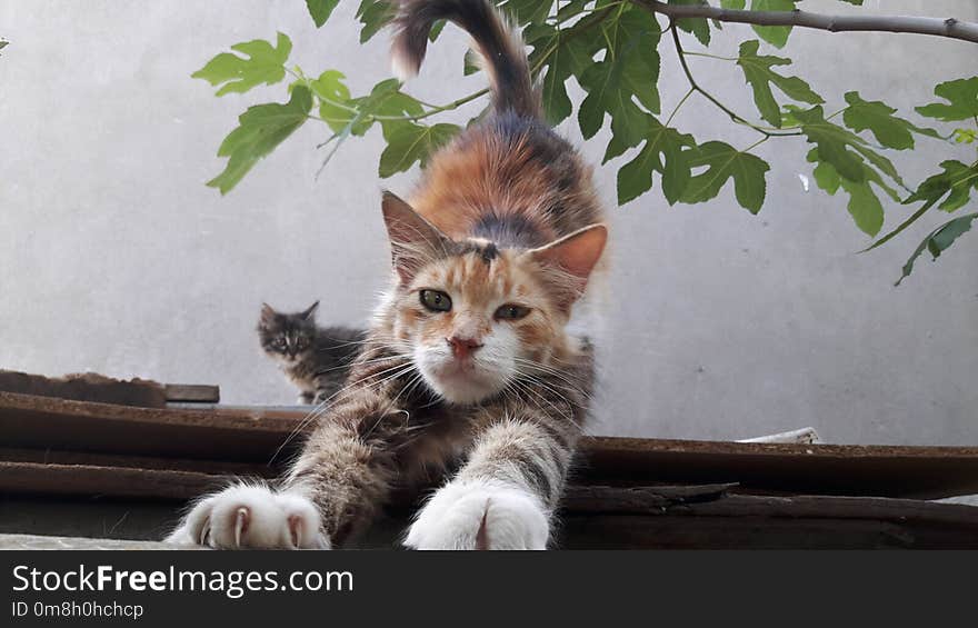 Cat, Small To Medium Sized Cats, Fauna, Cat Like Mammal