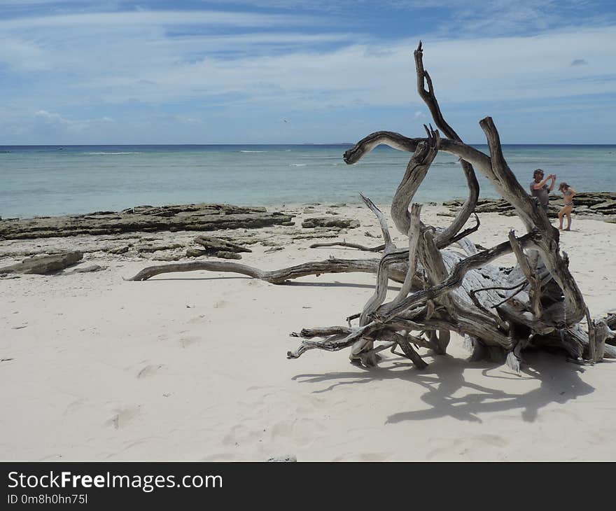 Driftwood, Shore, Sea, Coastal And Oceanic Landforms