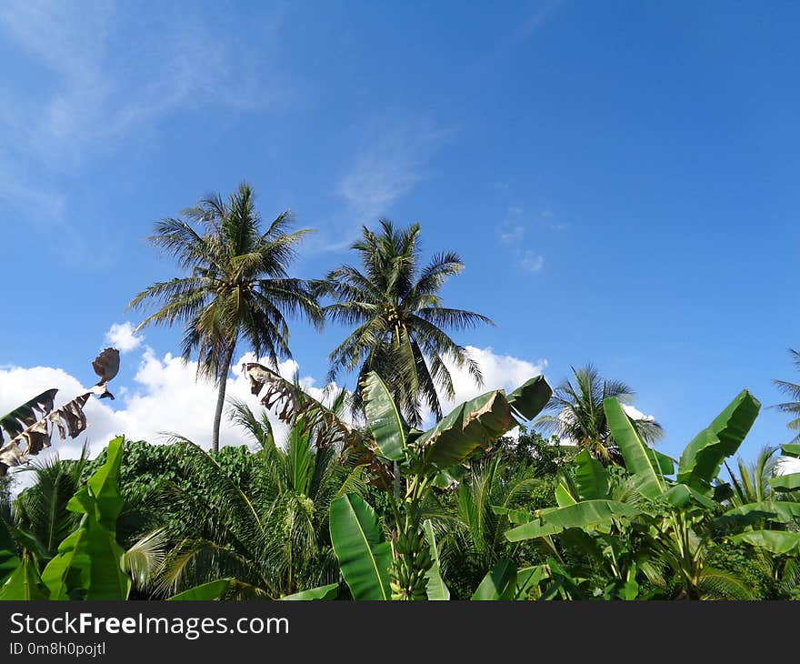 Sky, Vegetation, Tree, Palm Tree