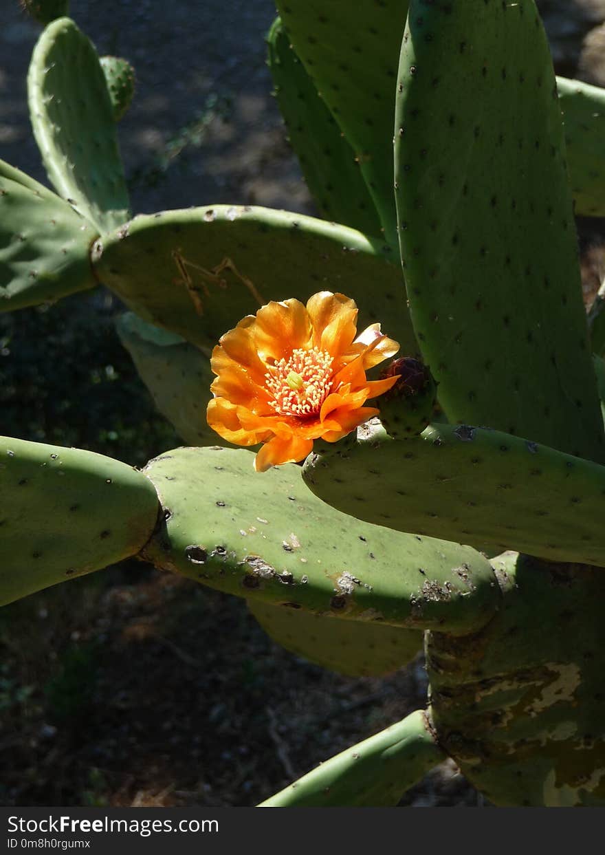 Plant, Cactus, Flowering Plant, Flora