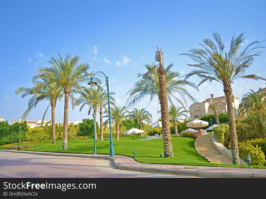 Tree, Palm Tree, Arecales, Property