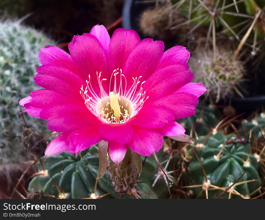 Plant, Flowering Plant, Flora, Flower