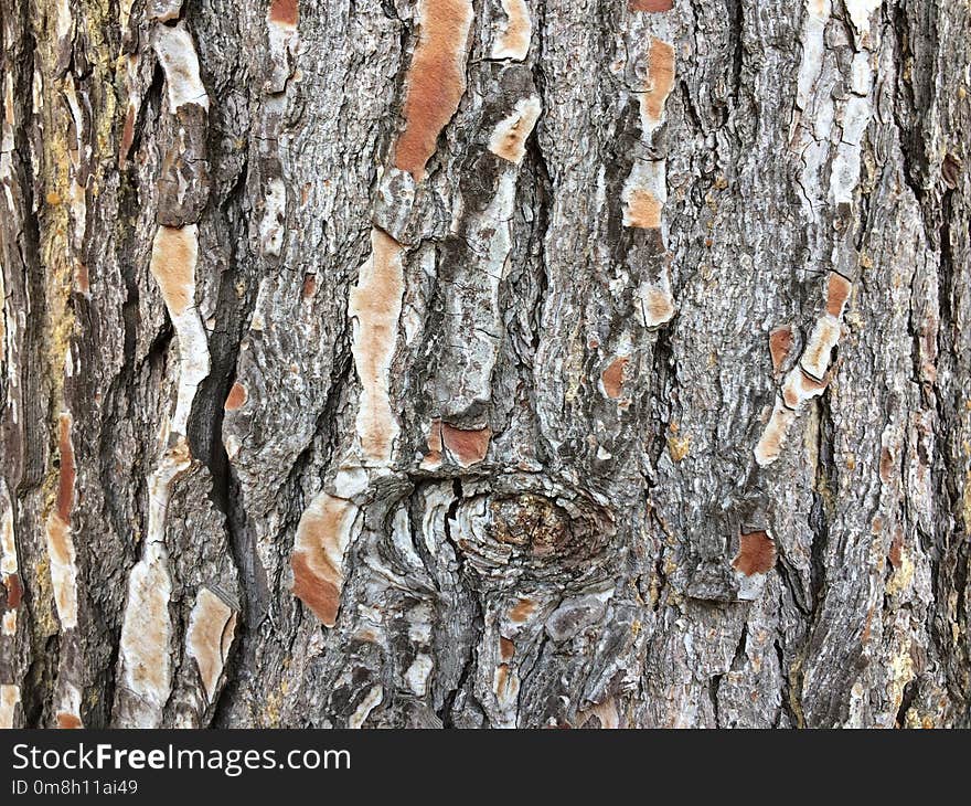 Tree, Trunk, Woody Plant, Wood